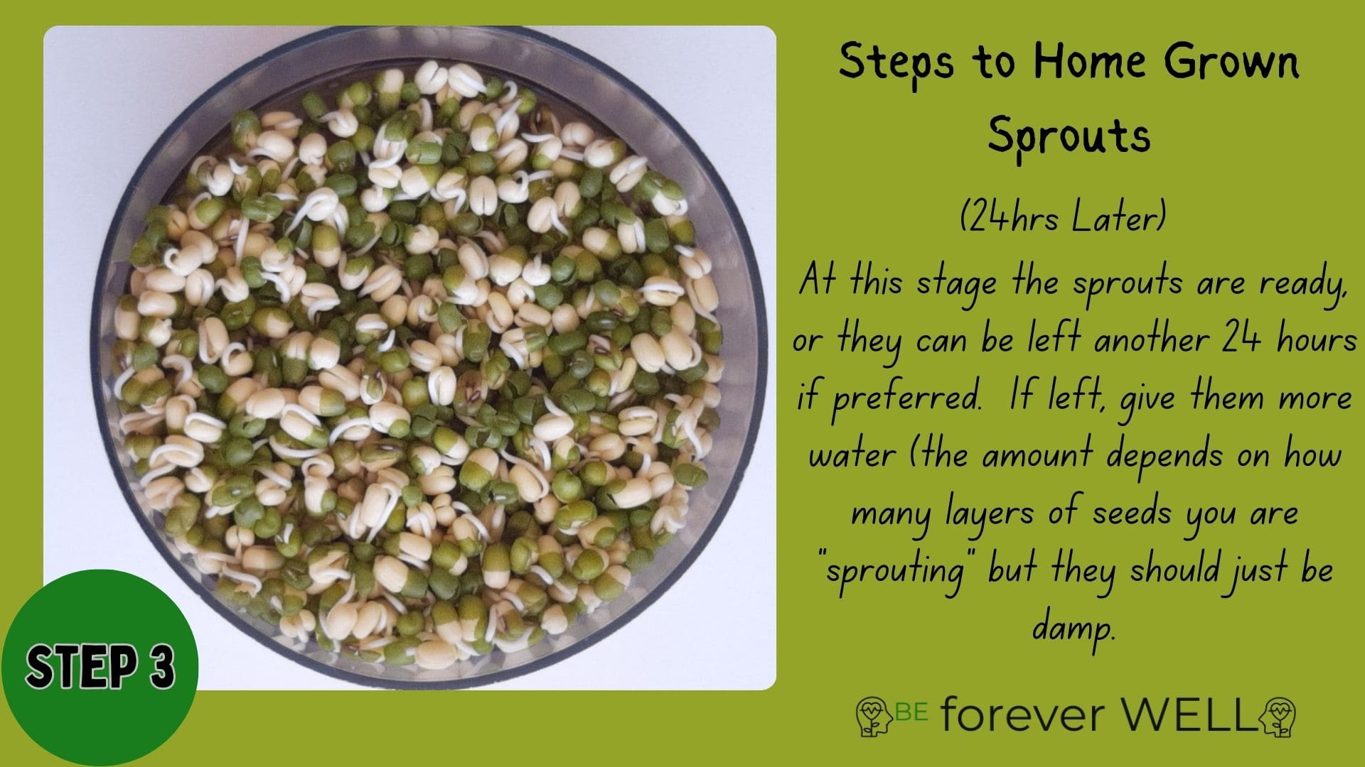 Health Benefits of Sprouting Seeds: Small But Powerful