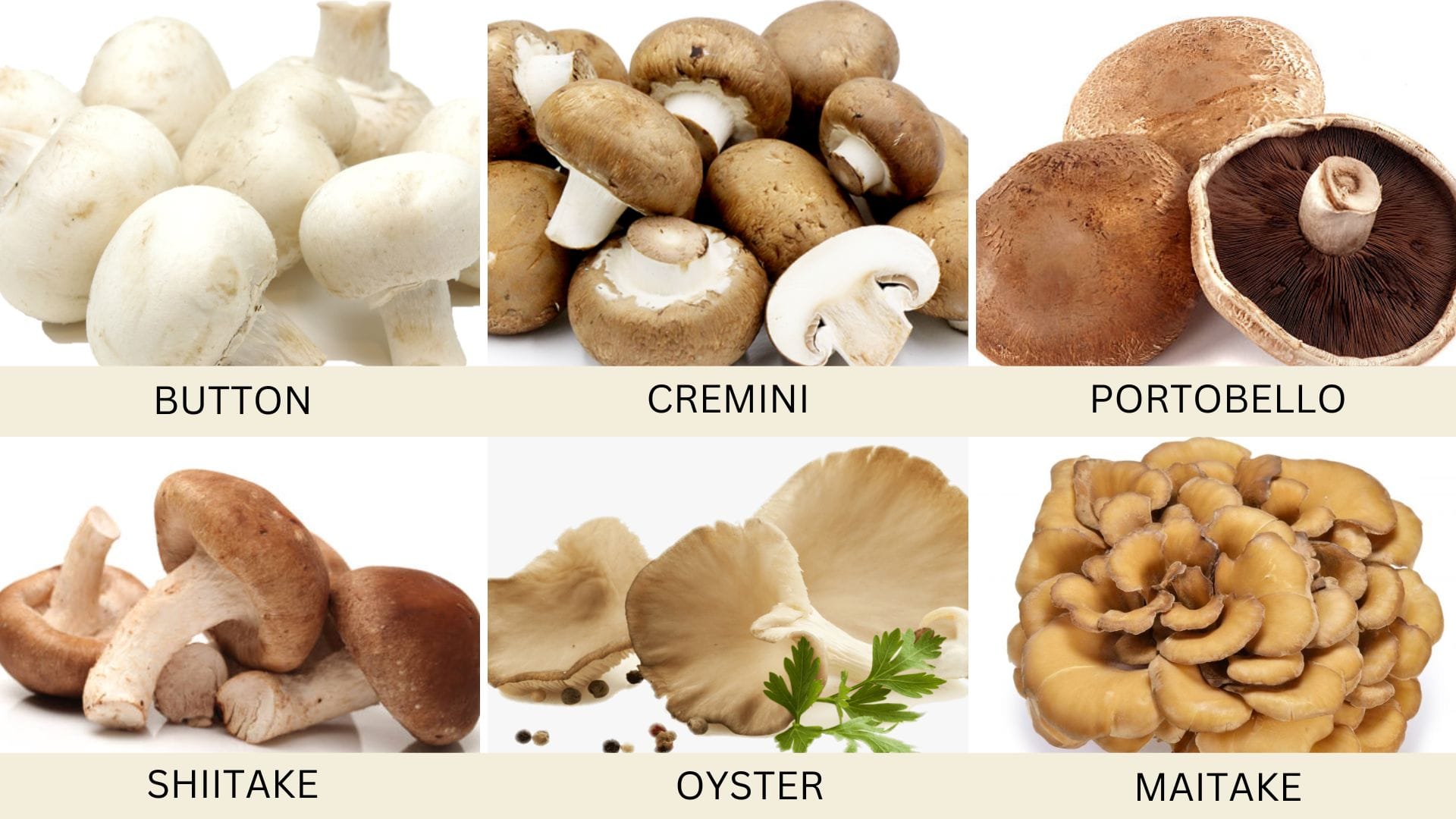 Fungi Wonders: Mind-Blowing Benefits of  Mushrooms