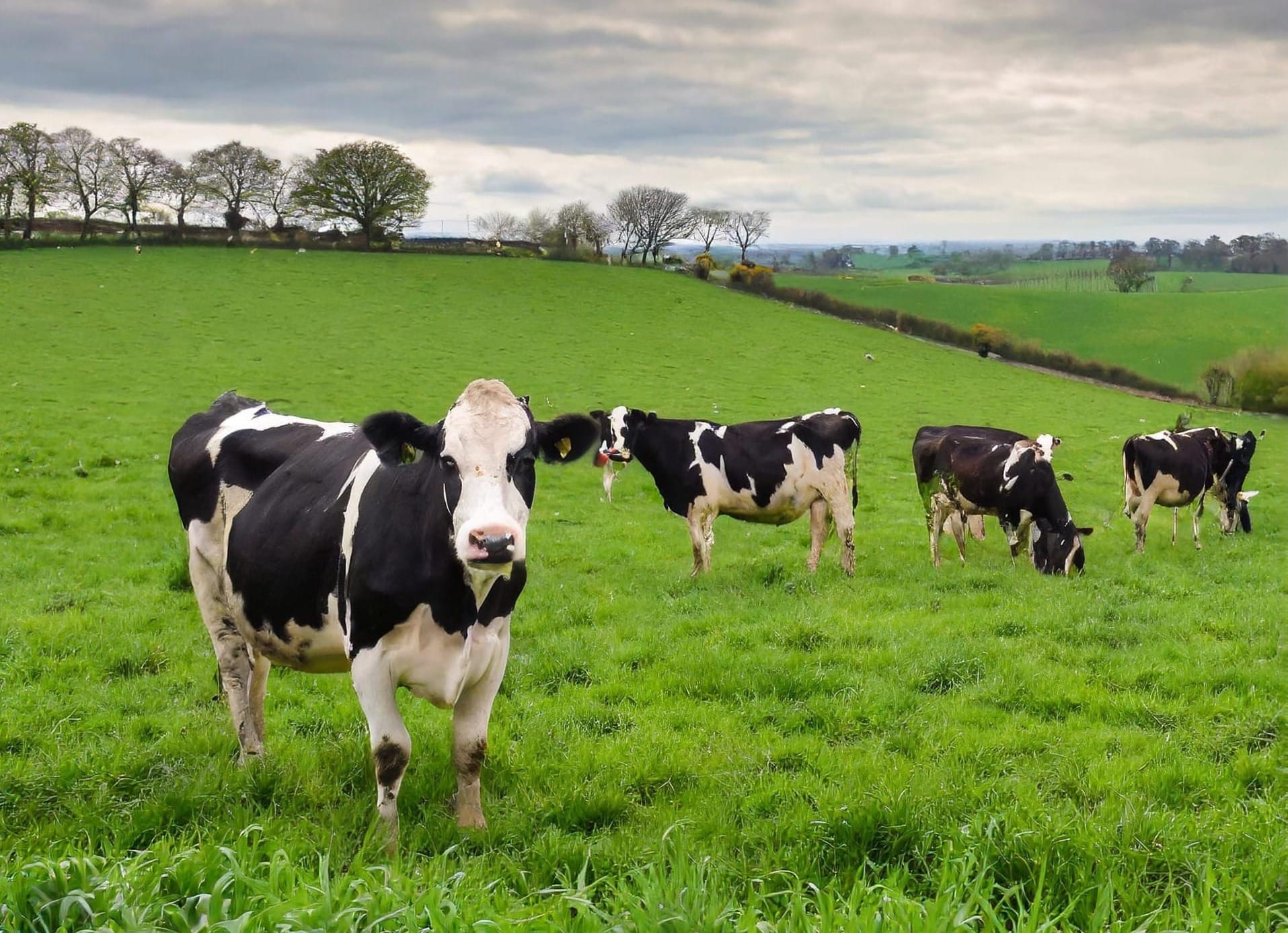 The Dairy Dilemma: Navigating the Nutrition Landscape
