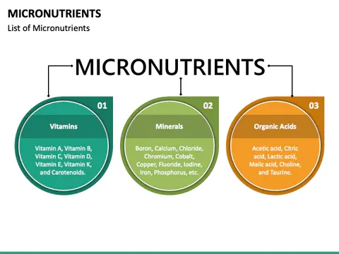 The Comprehensive Beginner's Guide to Nutrition