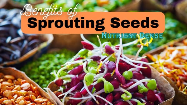 Health Benefits of Sprouting Seeds: Small But Powerful